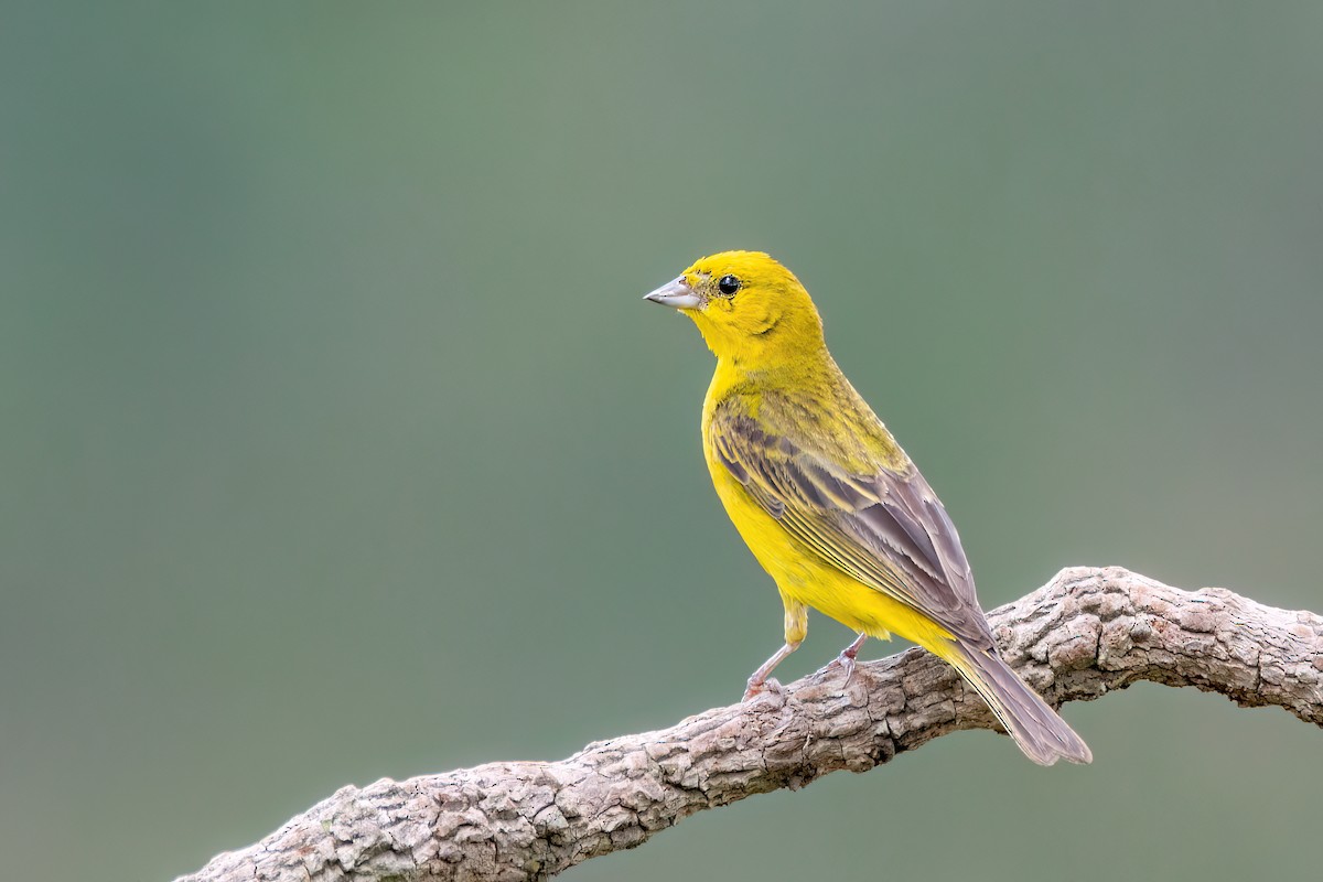 Stripe-tailed Yellow-Finch - ML556520981
