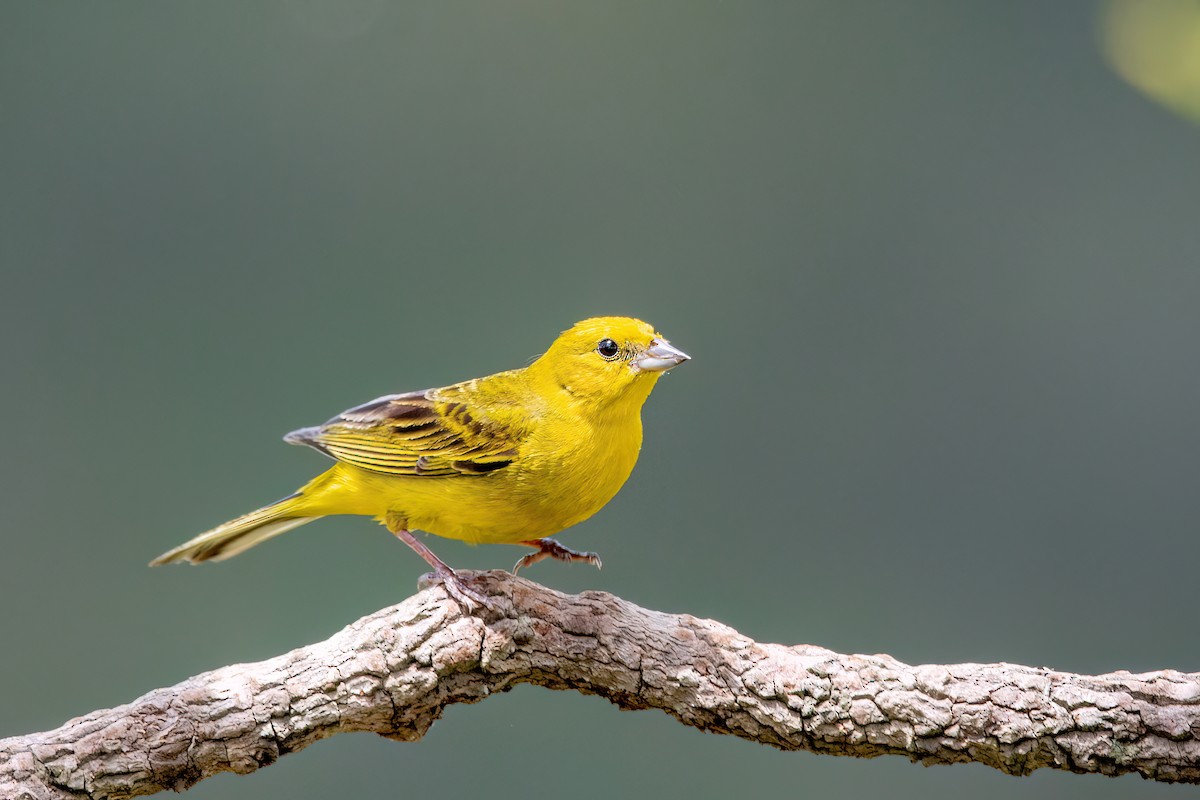 Stripe-tailed Yellow-Finch - ML556520991
