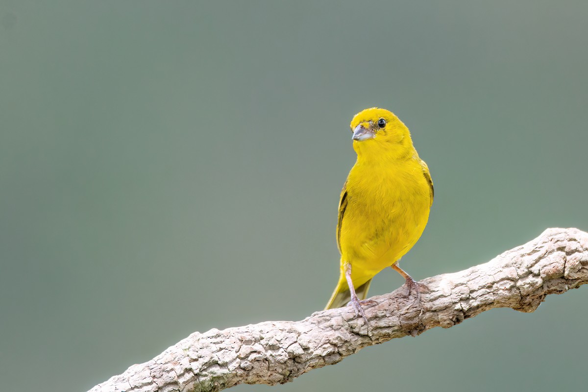 Stripe-tailed Yellow-Finch - ML556521001