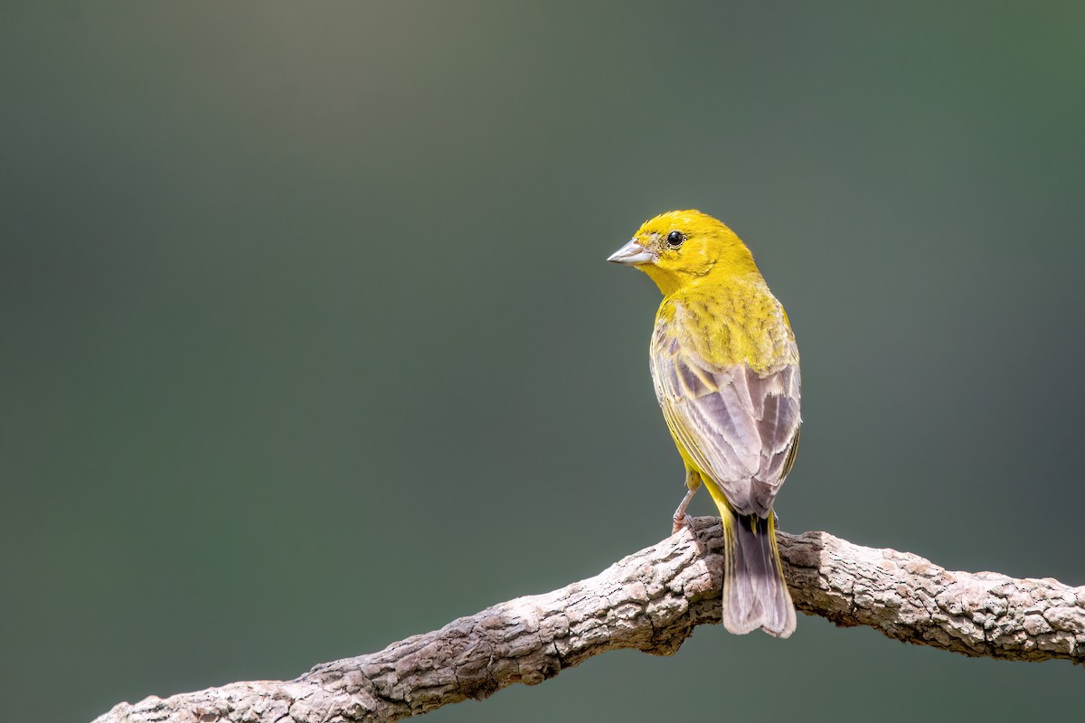 Stripe-tailed Yellow-Finch - ML556521011