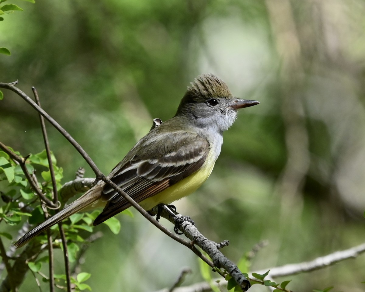 Great Crested Flycatcher - ML556523231