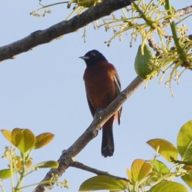 Orchard Oriole - ML556524421