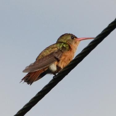 kolibřík ryšavý - ML556524581
