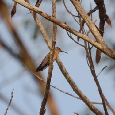 kolibřík ryšavý - ML556524591