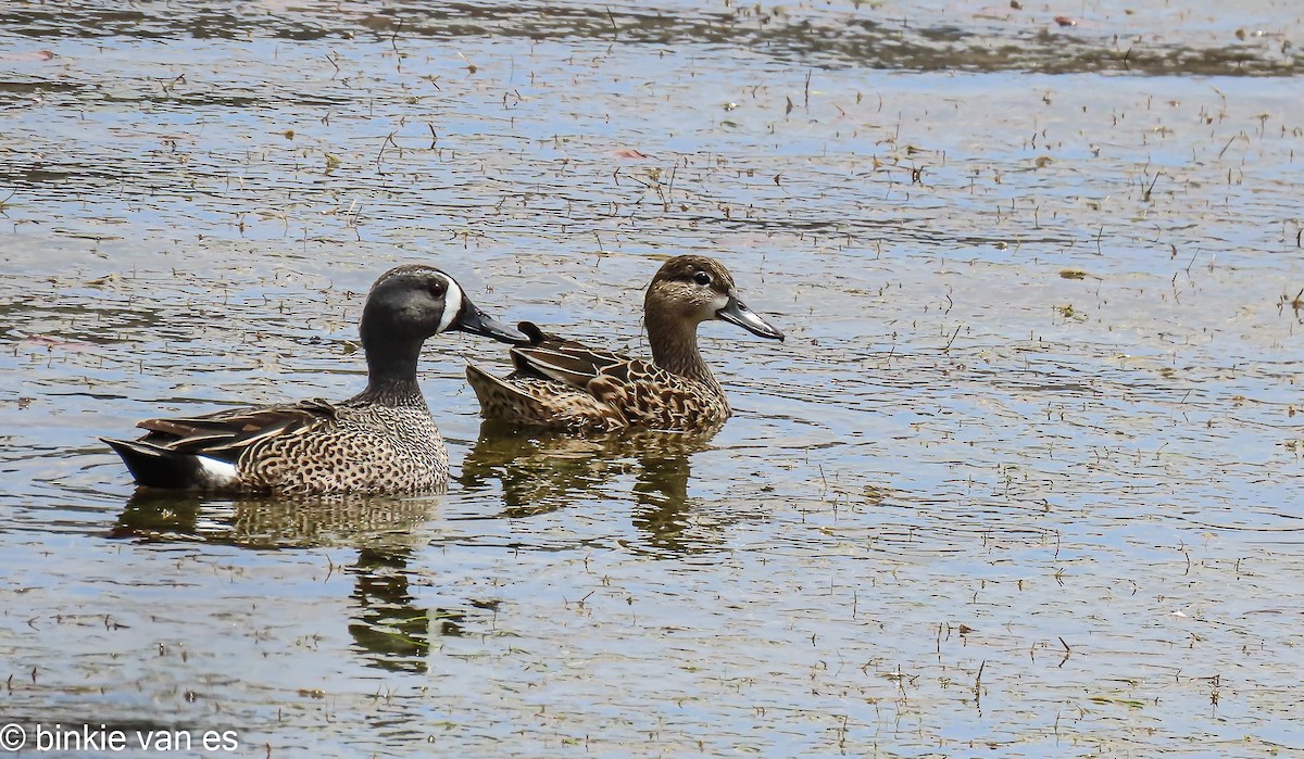 Blue-winged Teal - ML556525651