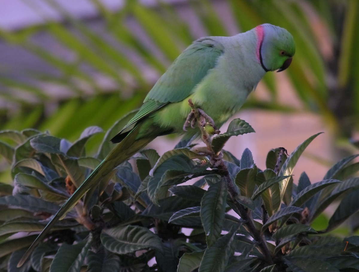 Rose-ringed Parakeet - Lorenzo Calcaño