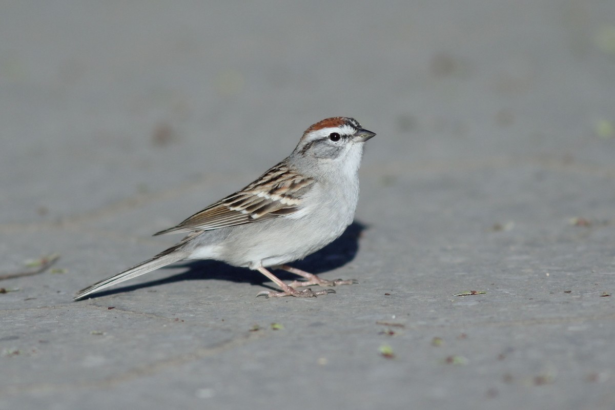 Chipping Sparrow - Mohammed Alomeri