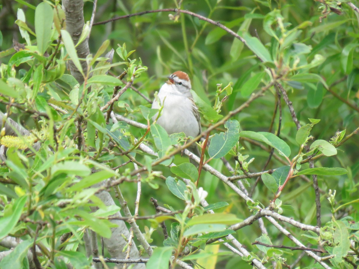 Chipping Sparrow - ML556542011
