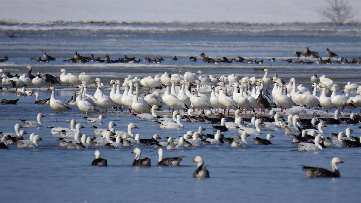 eBird Checklist - 10 Apr 2023 - Cobbs Lake Creek at Du Lac Road - 39 ...