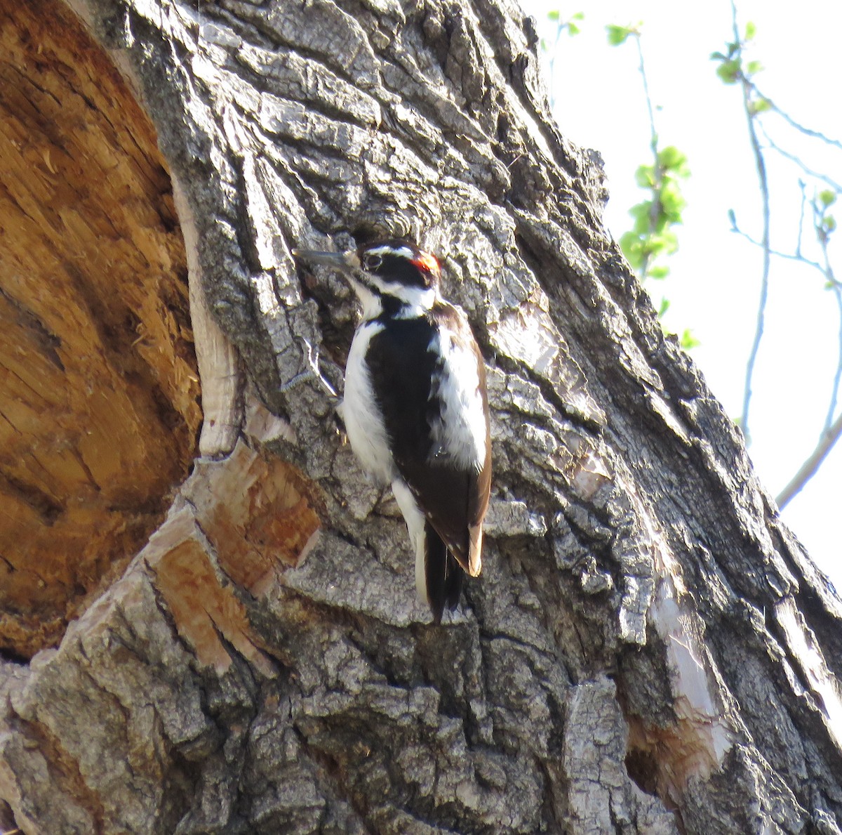 Hairy Woodpecker - ML556546271