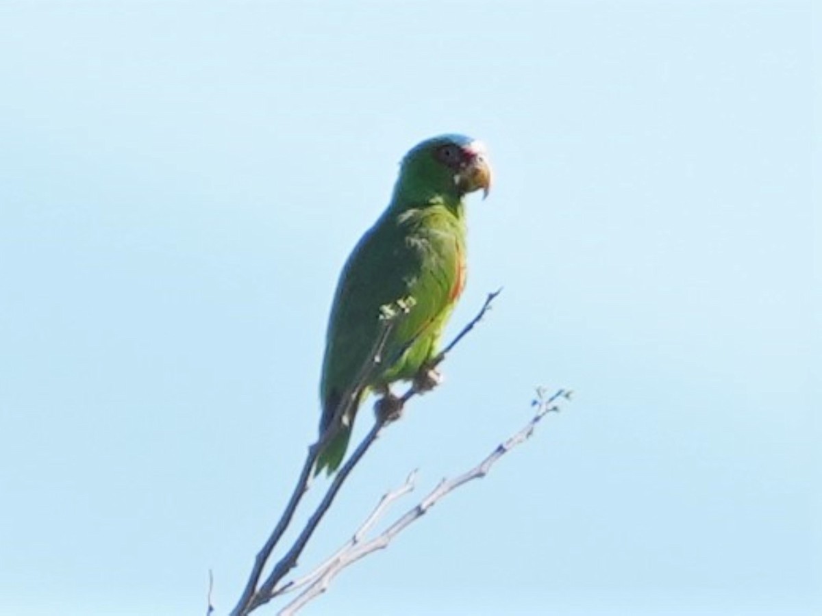 White-fronted Parrot - ML556552361