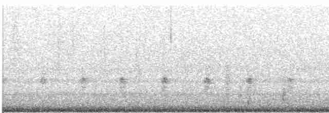 Rascón de Ridgway (yumanensis) - ML556552701