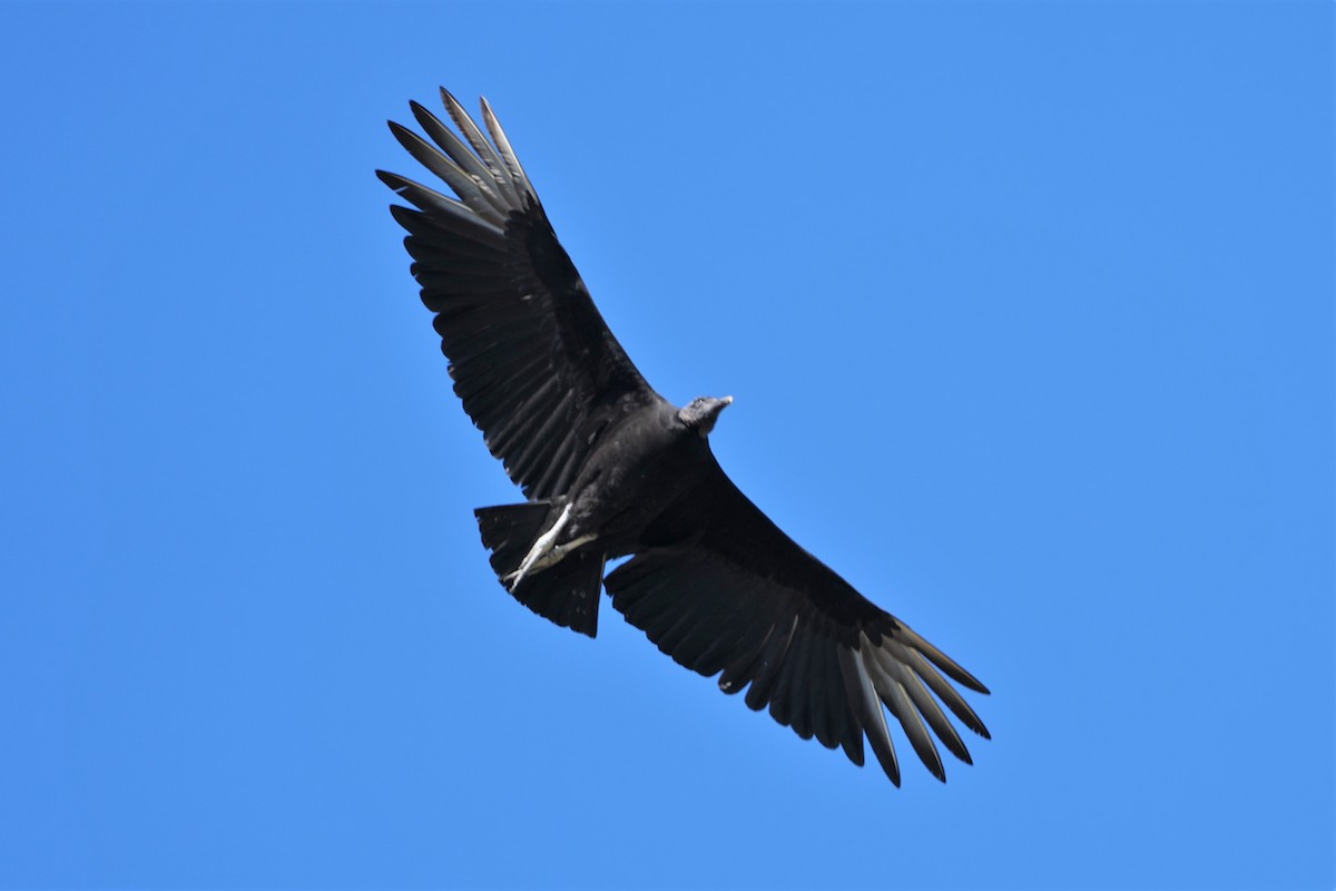 Black Vulture - Mjack  13