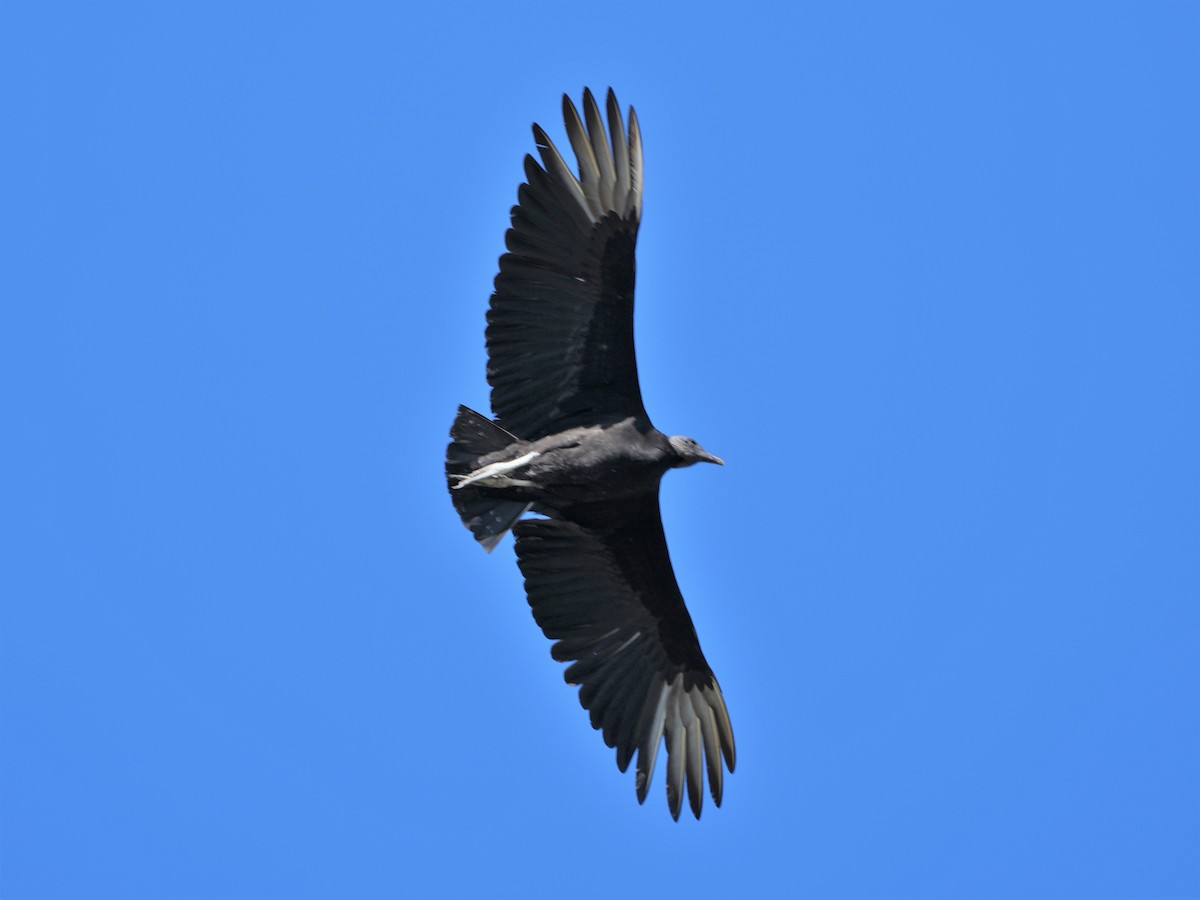 Black Vulture - ML556554151