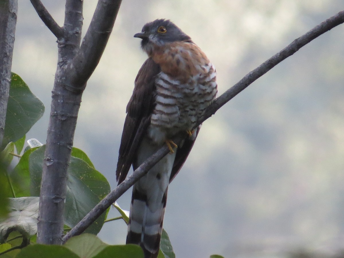 Large Hawk-Cuckoo - Jim Pompy