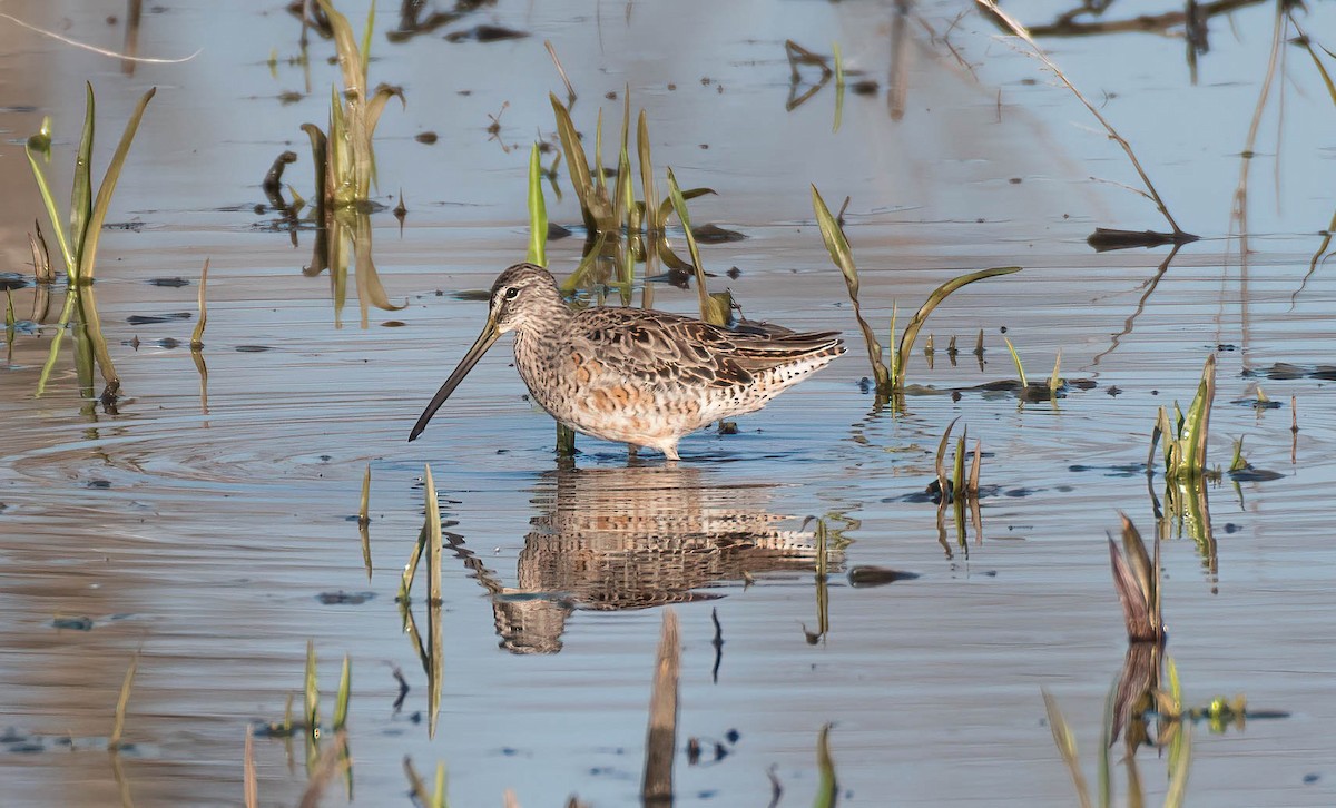 Long-billed Dowitcher - ML556561251