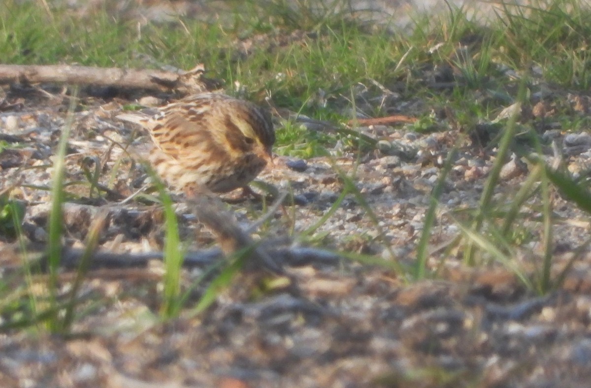 Savannah Sparrow (Savannah) - ML556569361