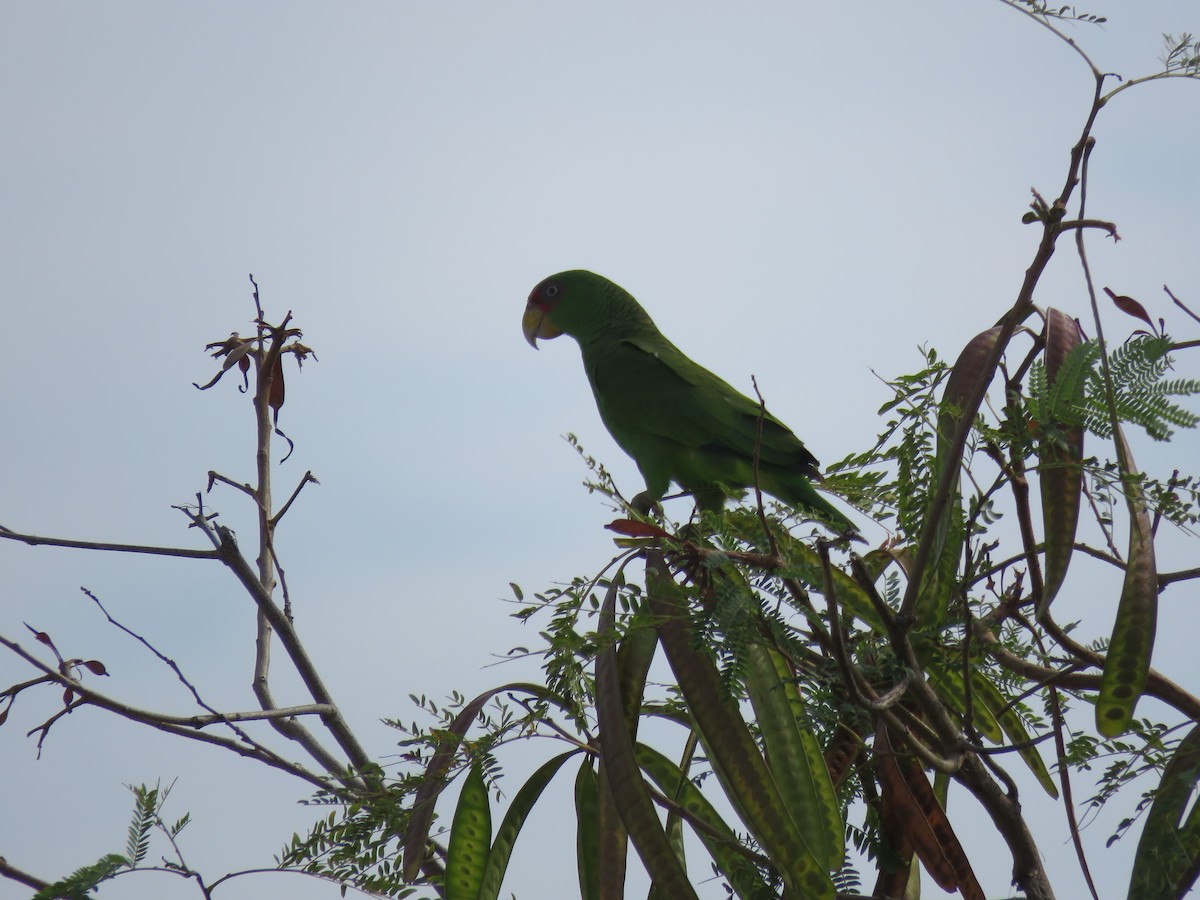 White-fronted Parrot - ML556569491