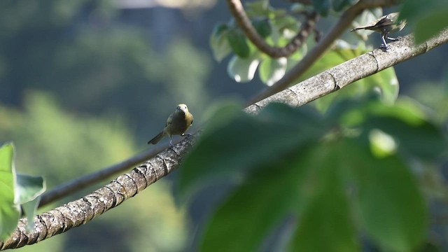 Palm Tanager - ML556575511