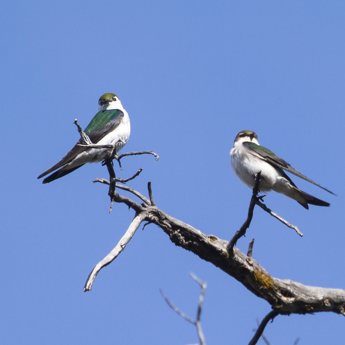 Violet-green Swallow - Douglas Bruns