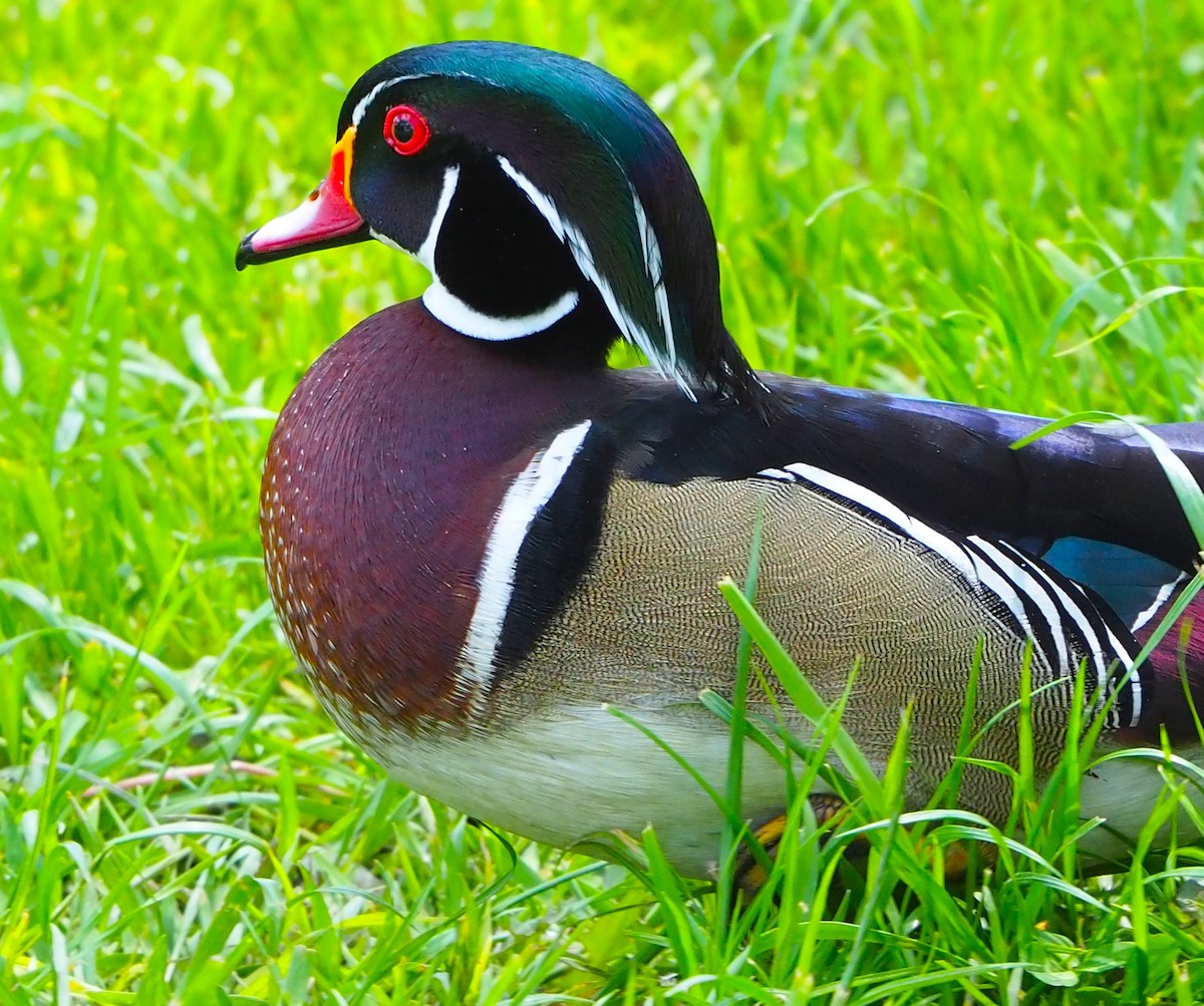 Ebird Checklist Apr White Rock Lake Sunset Bay Area Species Other Taxa