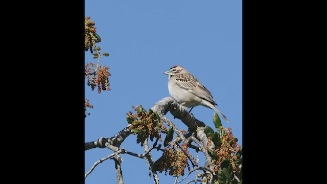 Lark Sparrow - ML556594041