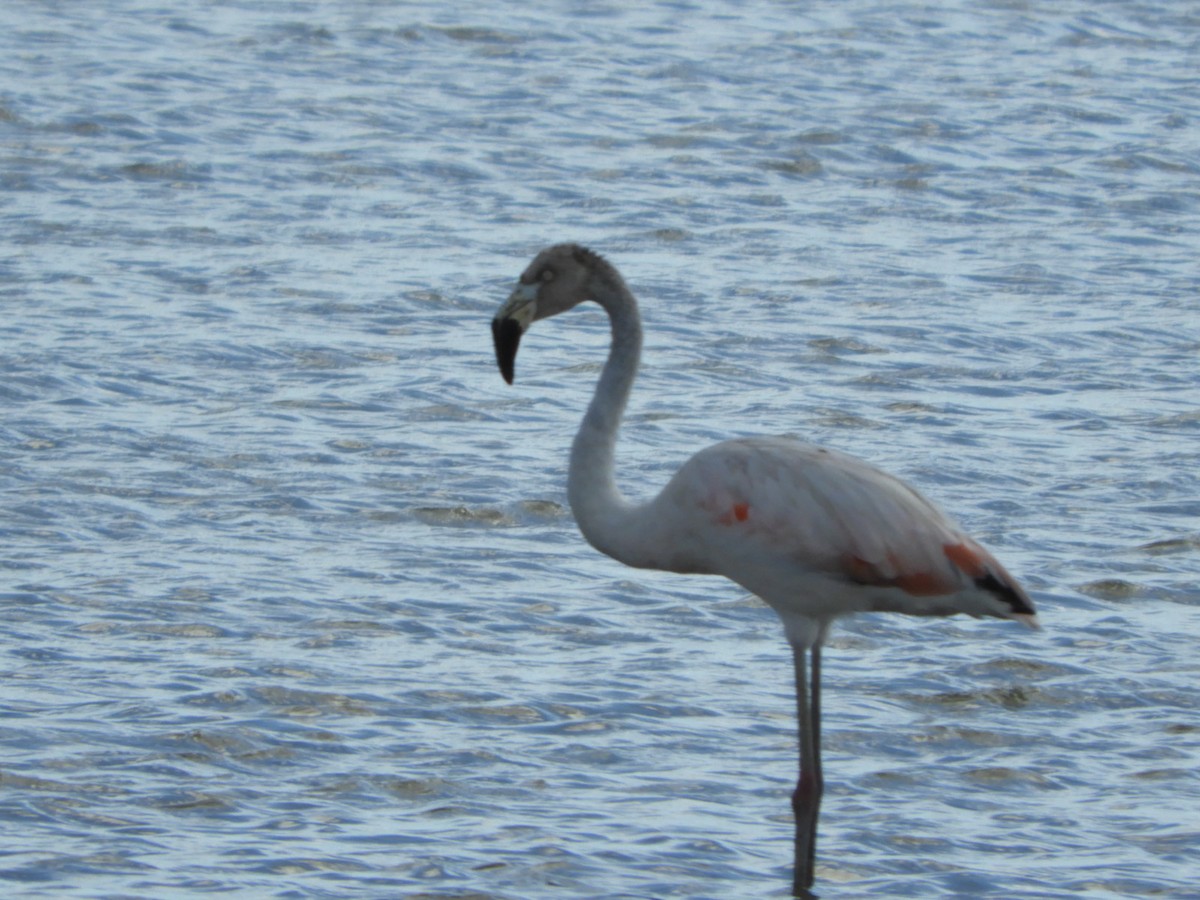 Chilean Flamingo - ML556599471