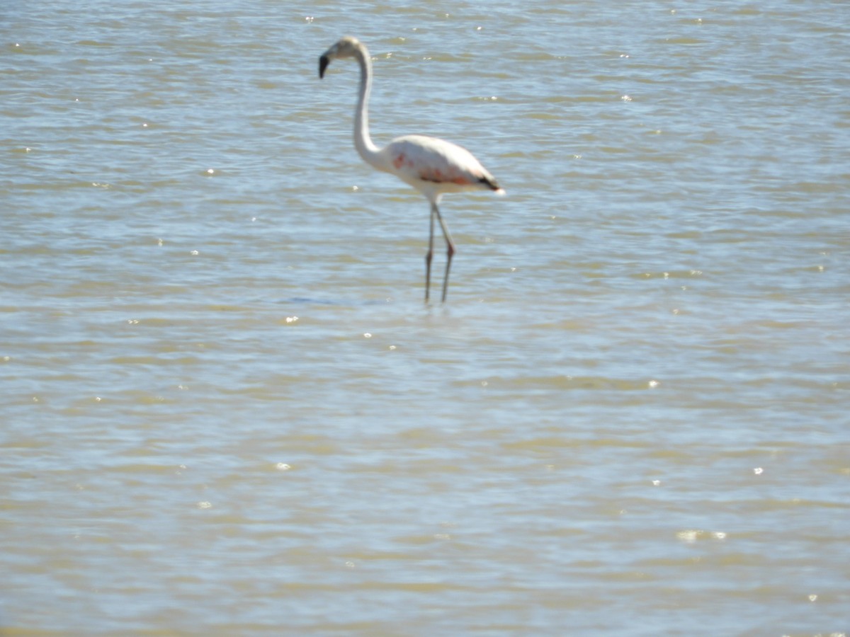 Chilean Flamingo - ML556599491