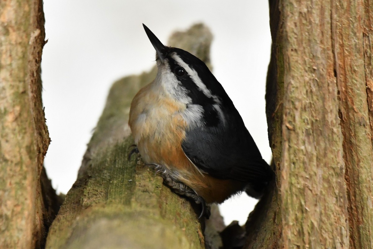 Red-breasted Nuthatch - ML556600171