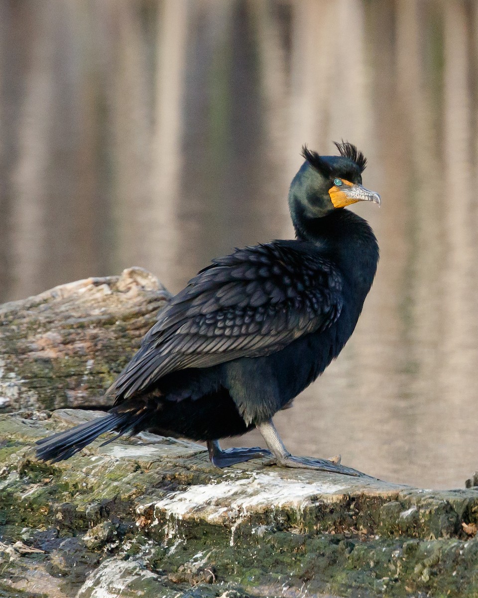 Double-crested Cormorant - Jeff Stacey