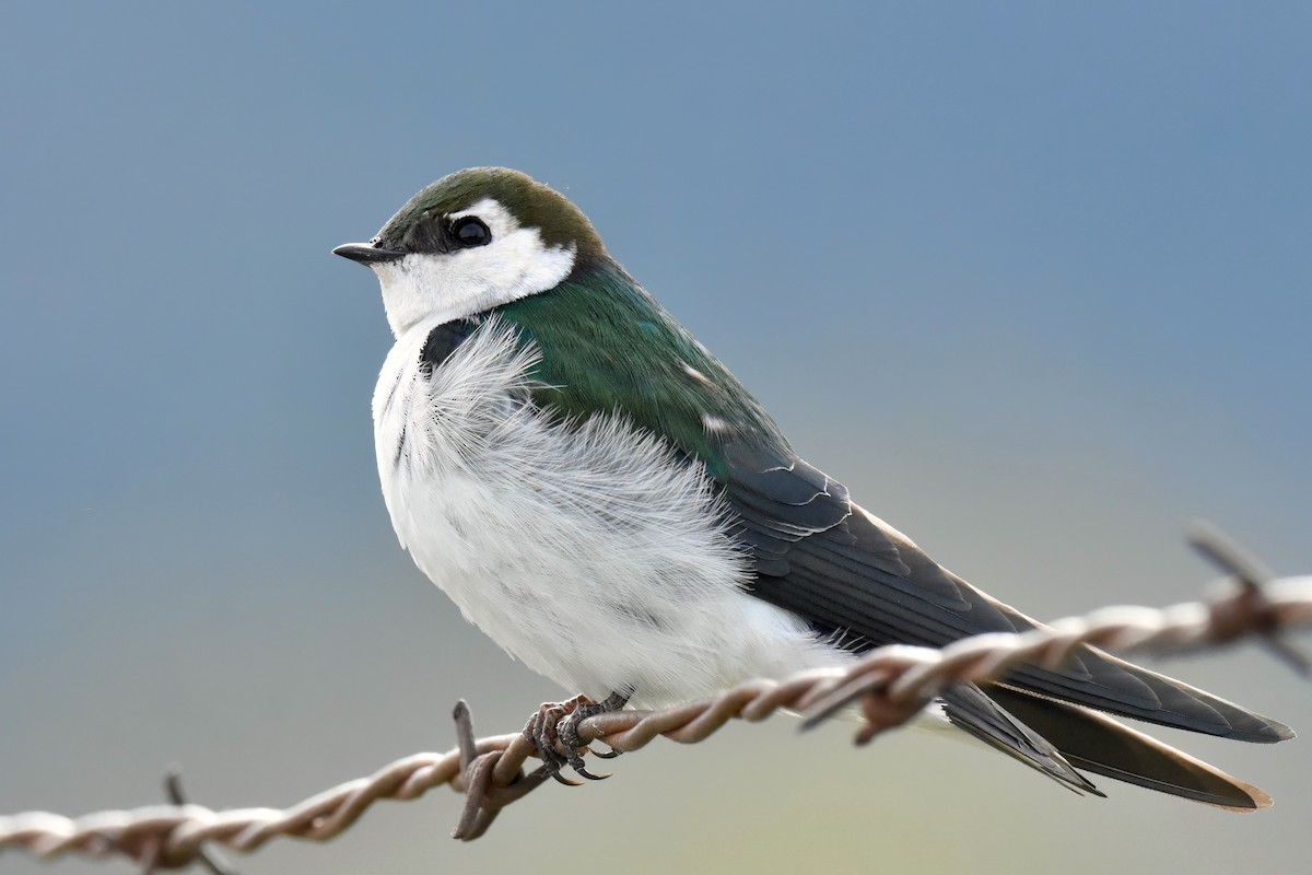 Violet-green Swallow - ML556607051
