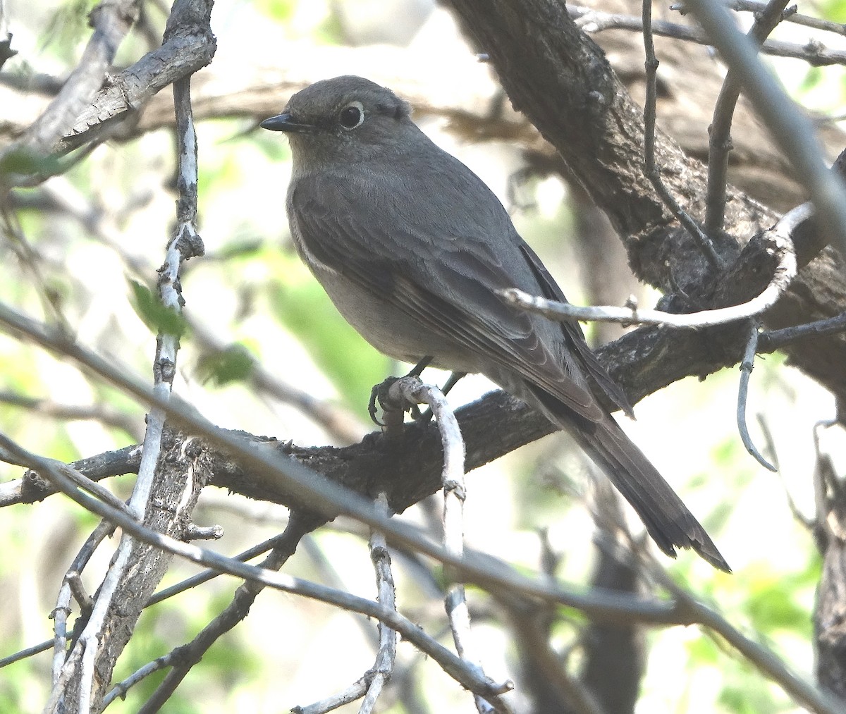 Townsend's Solitaire - ML556607541