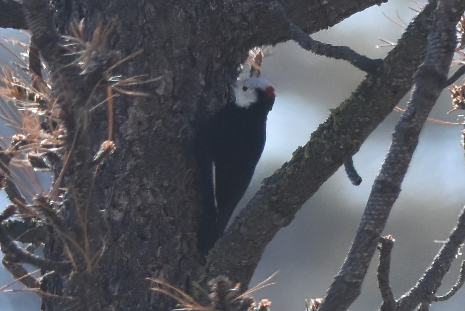 White-headed Woodpecker - ML556608361