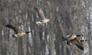 Pink-footed Goose, ML556610781