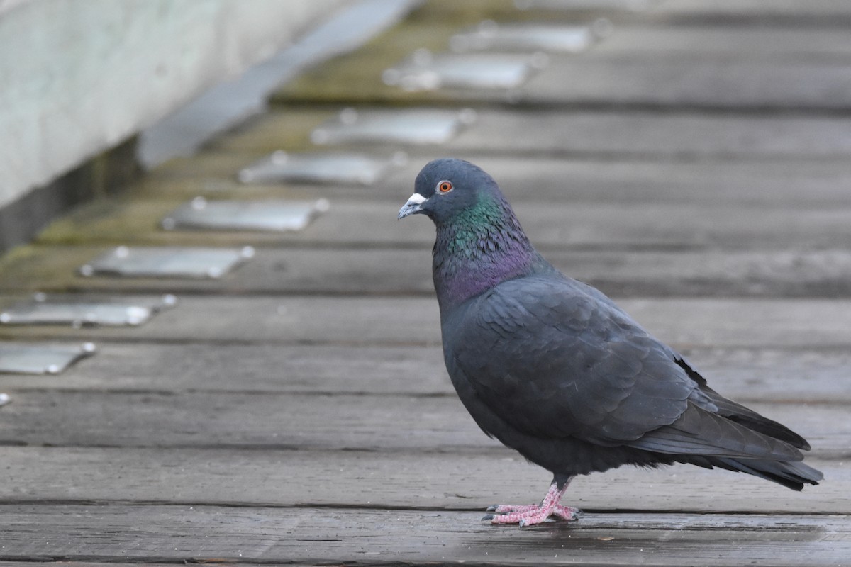 Rock Pigeon (Feral Pigeon) - ML556614401