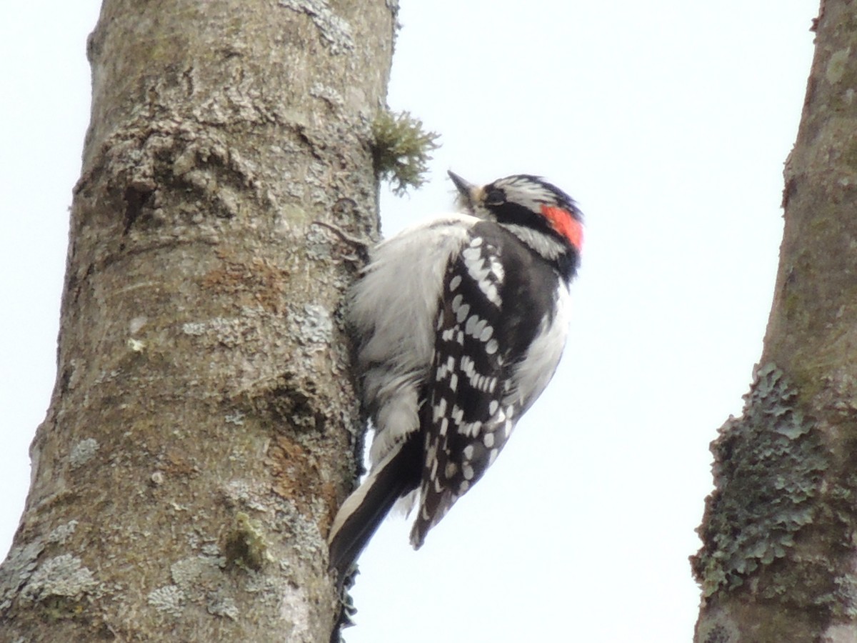 Downy Woodpecker - ML55661501