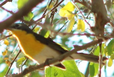 Yellow-breasted Chat - juventino chavez