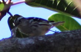 Black-and-white Warbler - ML556616371