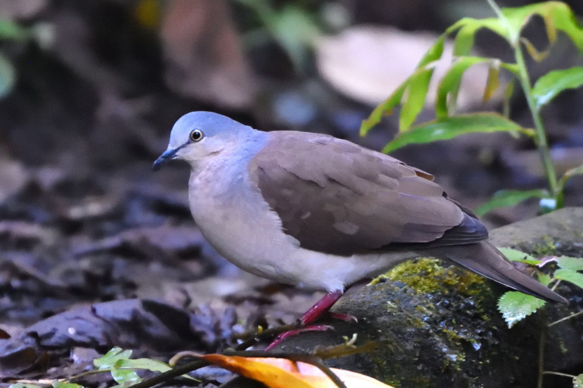 Gray-headed Dove (Gray-headed) - ML556627781
