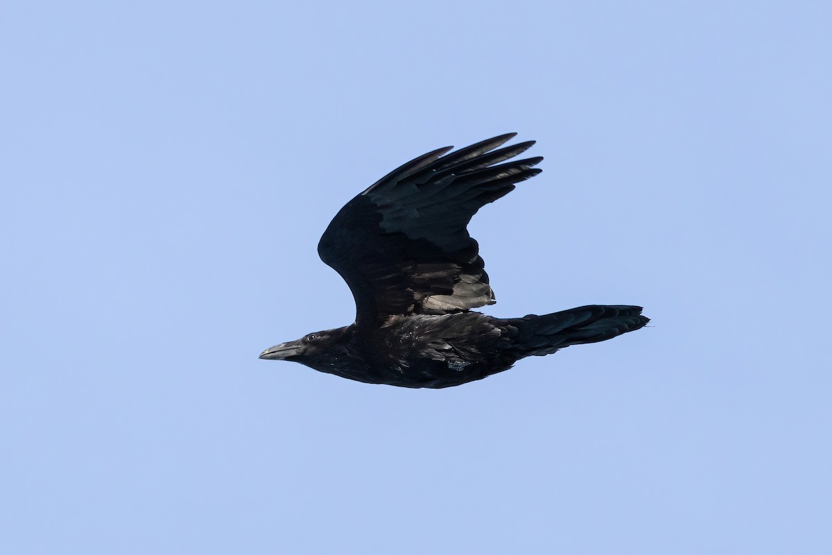 Common Raven - ML556628321