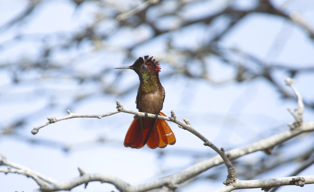 kolibřík červenohlavý - ML556631831