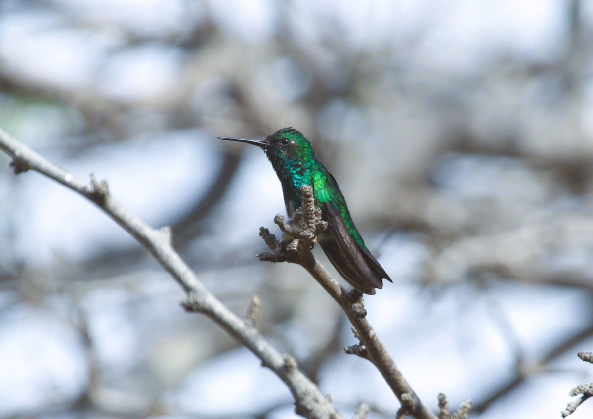 Blue-tailed Emerald - ML556631981