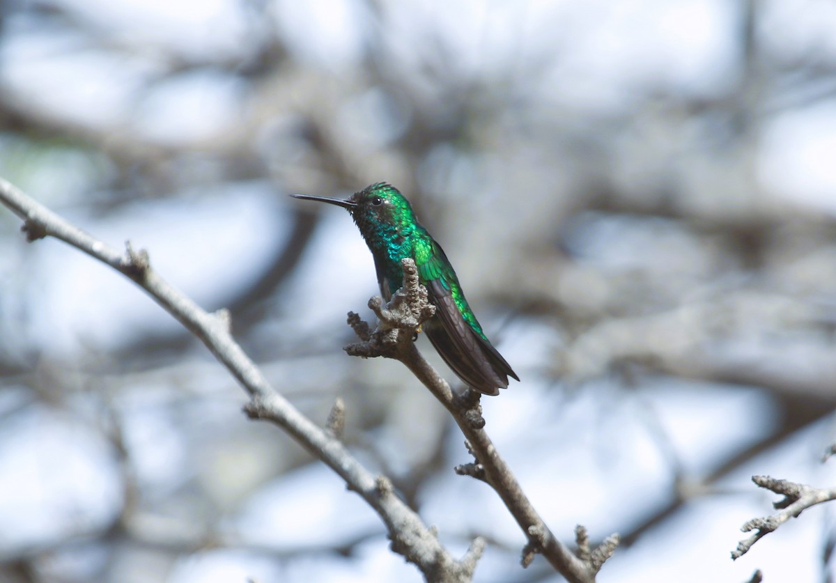 Blue-tailed Emerald - ML556631991