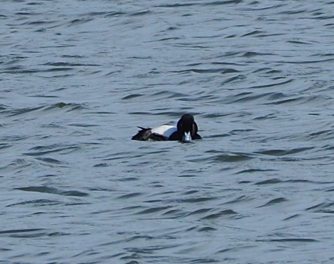 Greater Scaup - ML55663211