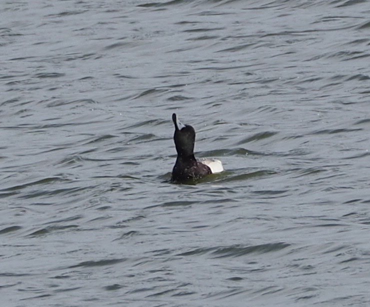 Greater Scaup - ML55663231
