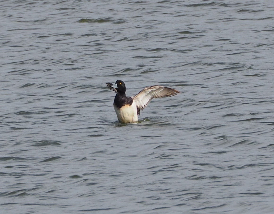 Greater Scaup - ML55663251