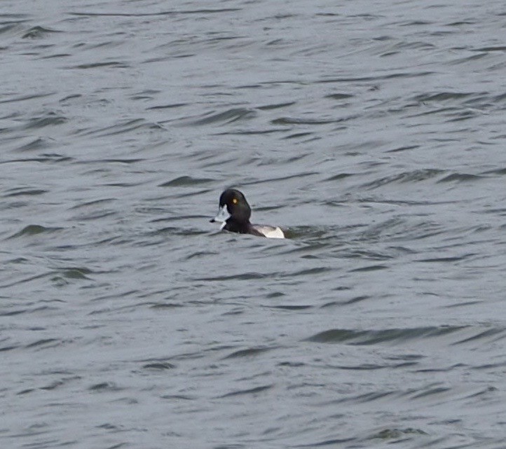 Greater Scaup - ML55663281