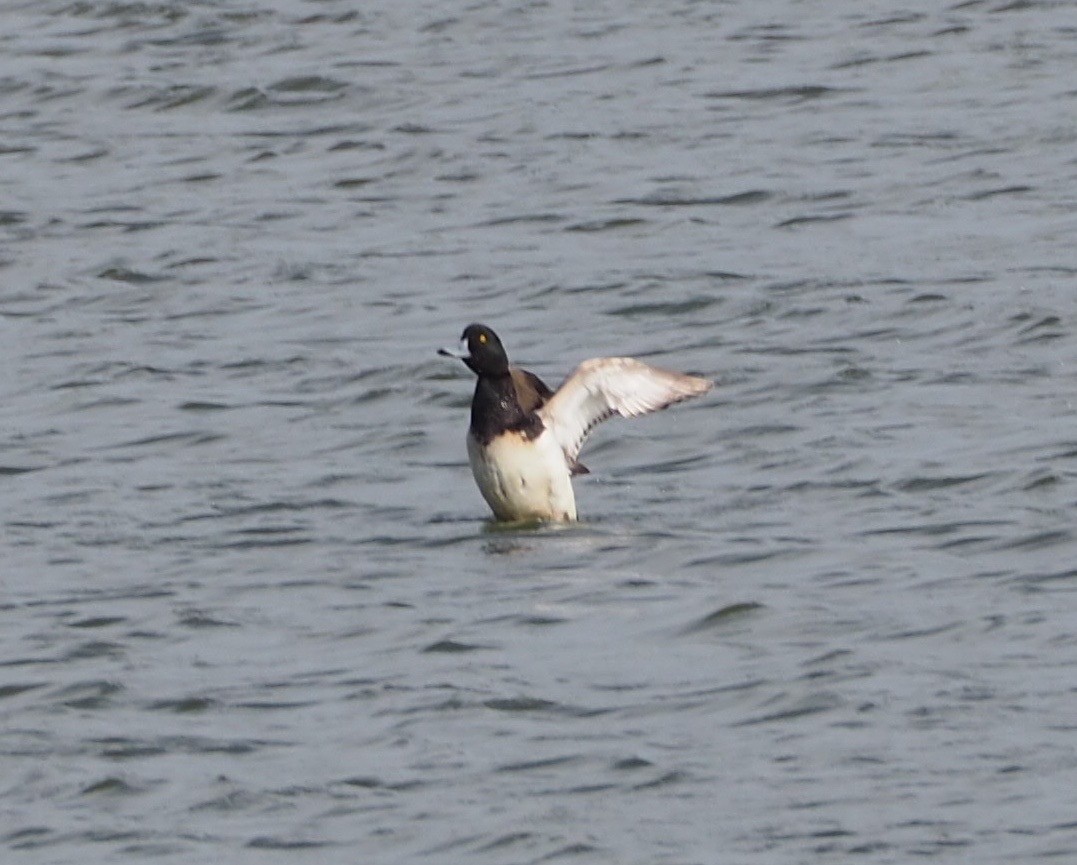 Greater Scaup - ML55663301