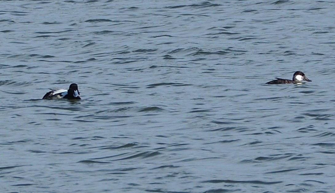 Greater Scaup - ML55663361