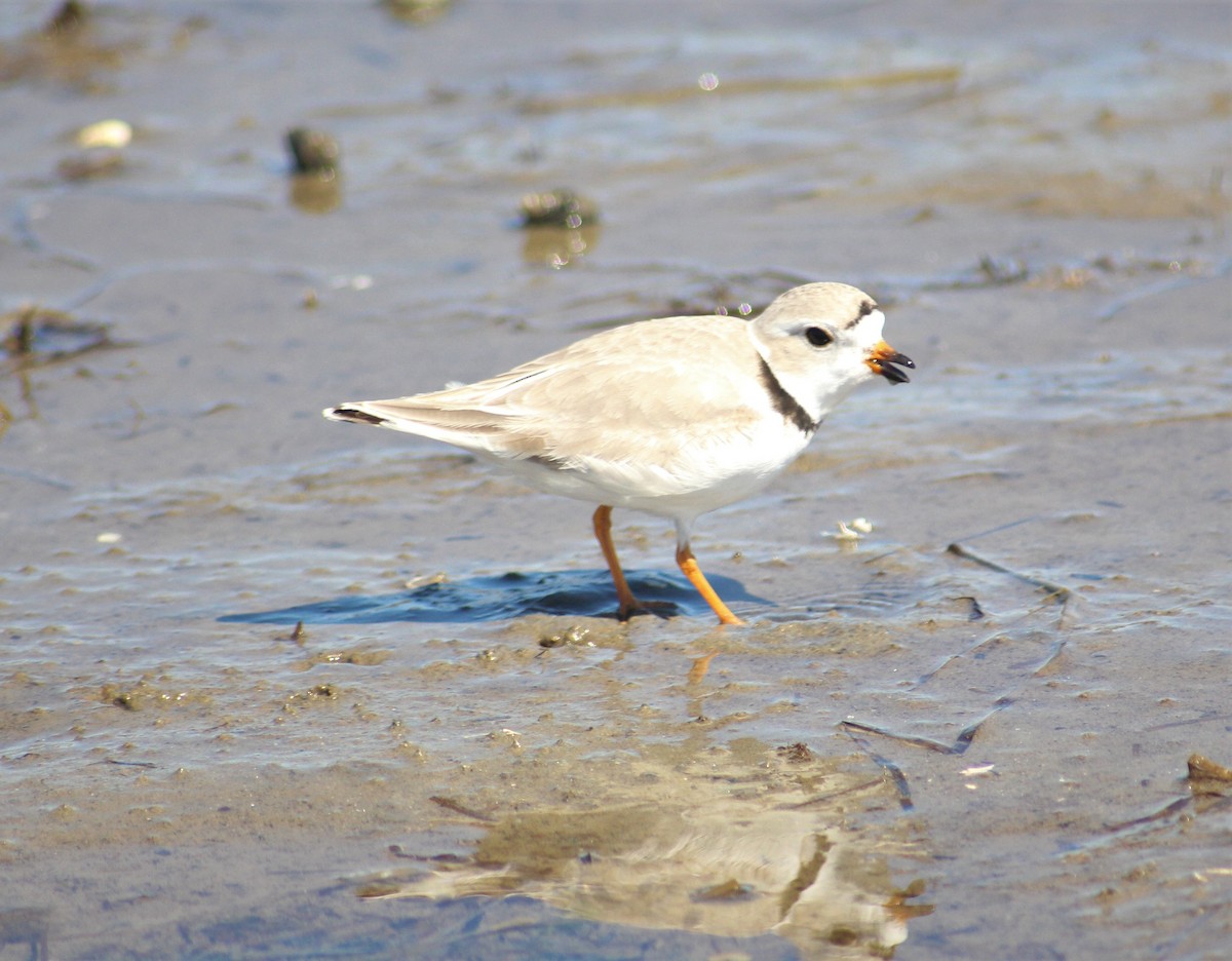 Piping Plover - ML556635921
